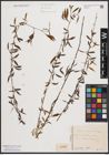 Foto von Salix babylonica L.